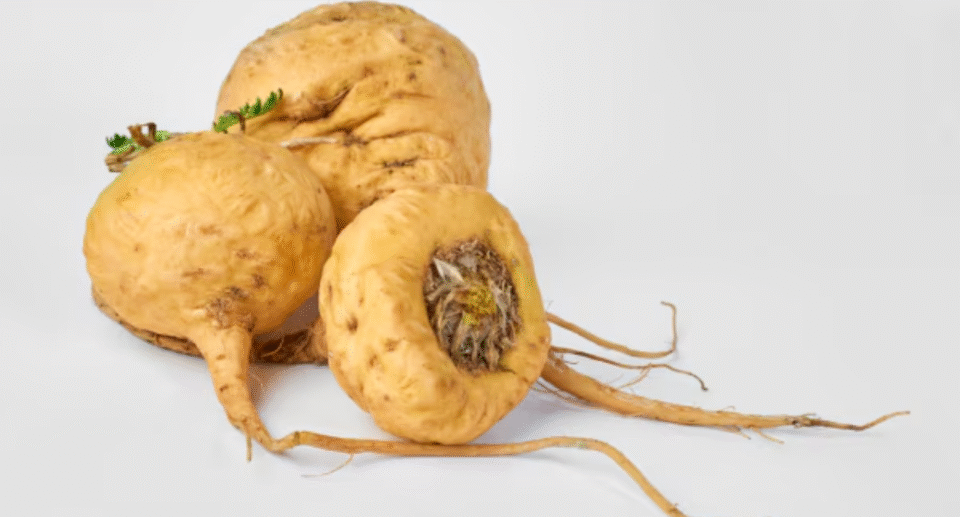 benefits of using maca root